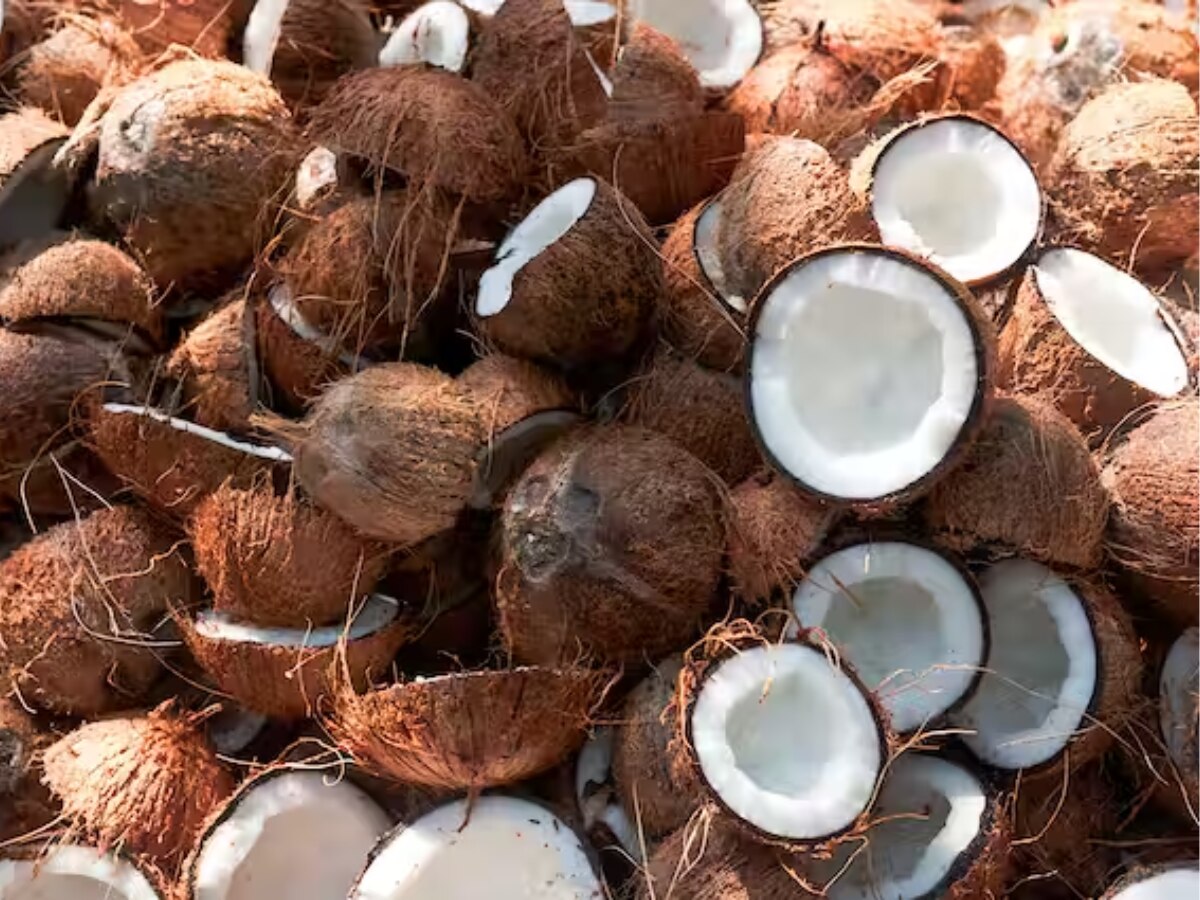 Vastu Tips: नारियल के इस एक उपाय को करने से होंगे सफल और धनवान, दूर होगी सभी परेशानियां 