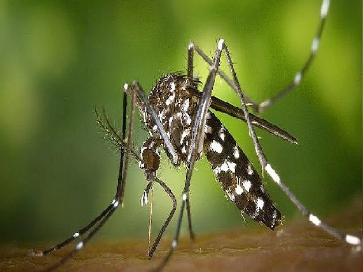 Dengue Alert in Bihar:लखीसराय में डेंगू के बढ़ते प्रकोप को लेकर नगर परिषद अलर्ट, कराया जा रहा है फॉगिंग और छिड़काव