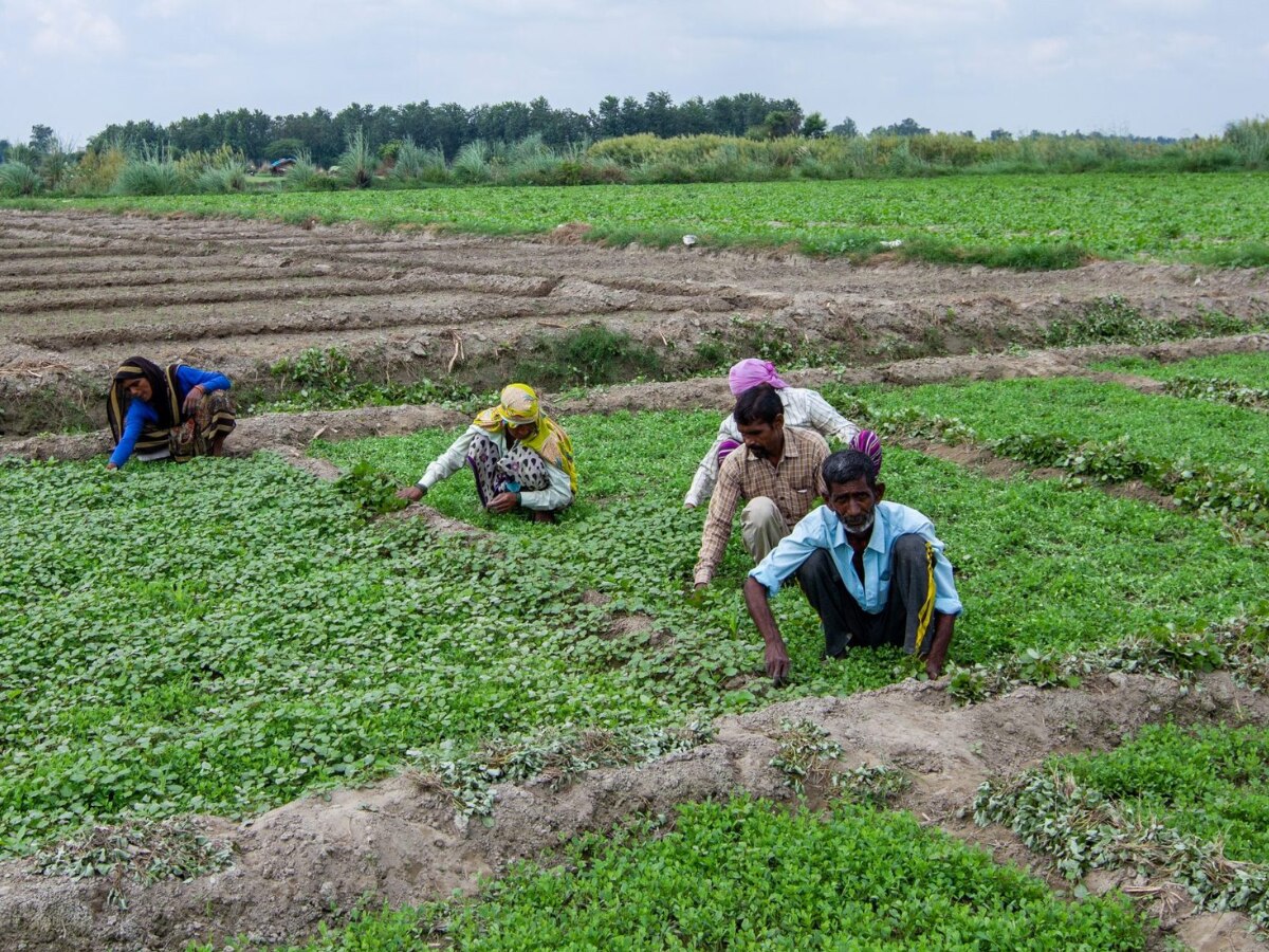 Delhi News: दिल्ली के किसानों को कृषि दर्जा मिलने पर मिलेंगे कई लाभ, जानें 