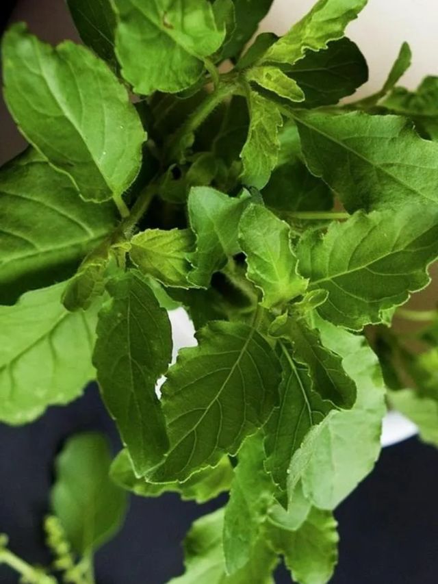 Remedies for Tulsi Religious significance Of basil plant On which