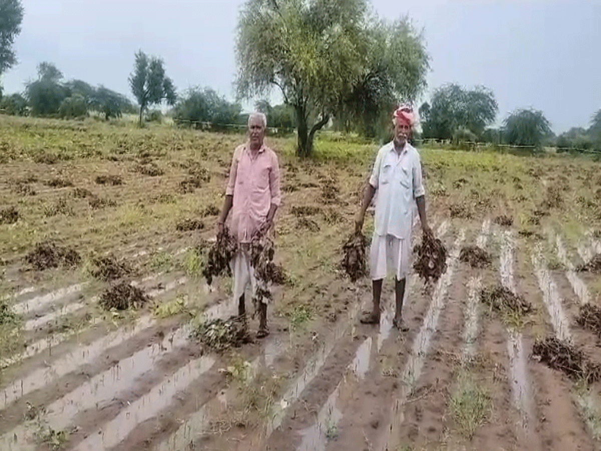 Jalore News : बारिश से जालोर में तीन अरब रुपए से ज्यादा की मूंग की फसल चौपट Jalore News : बारिश से जालोर में तीन अरब रुपए से ज्यादा की मूंग की फसल चौपट