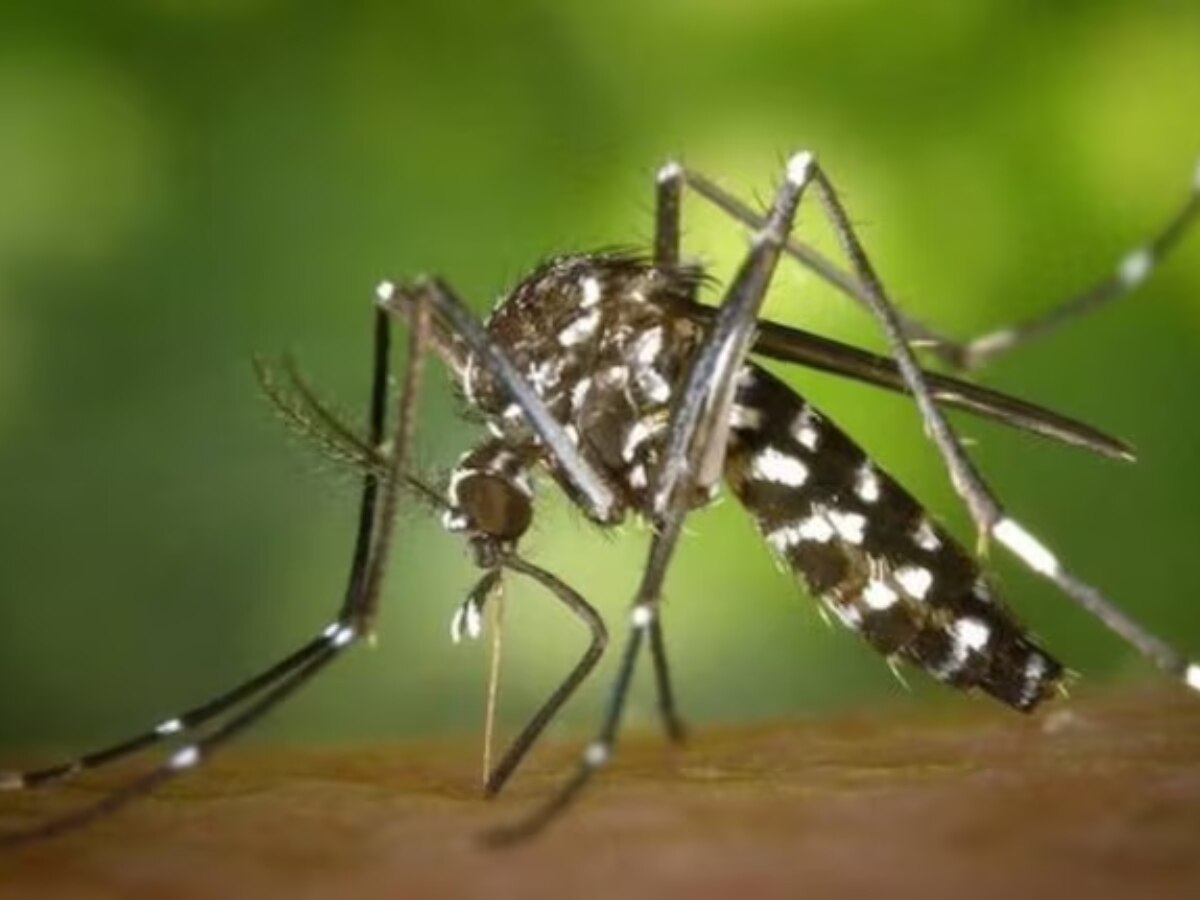 Dengue Fever: डेंगू के बढ़ते मामलों को रोकने के लिए इस दिन मनाए ड्राई डे 