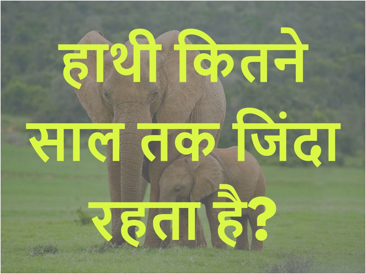 Quiz: हाथी कितने साल तक जिंदा रहता है?