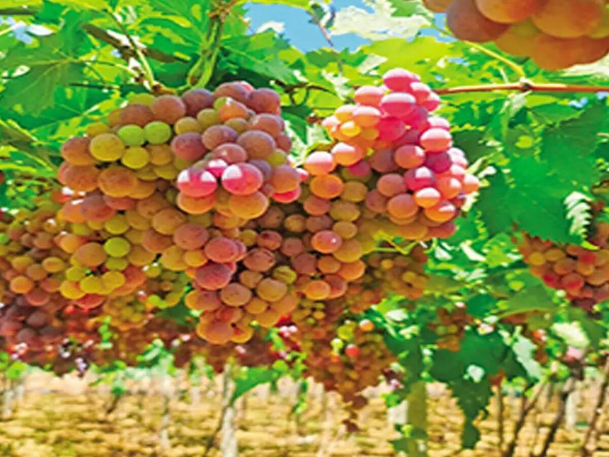 gk quiz question answer fruits for vitamin a c wale fal विटामिन A और C की कमी में कौन सा फल