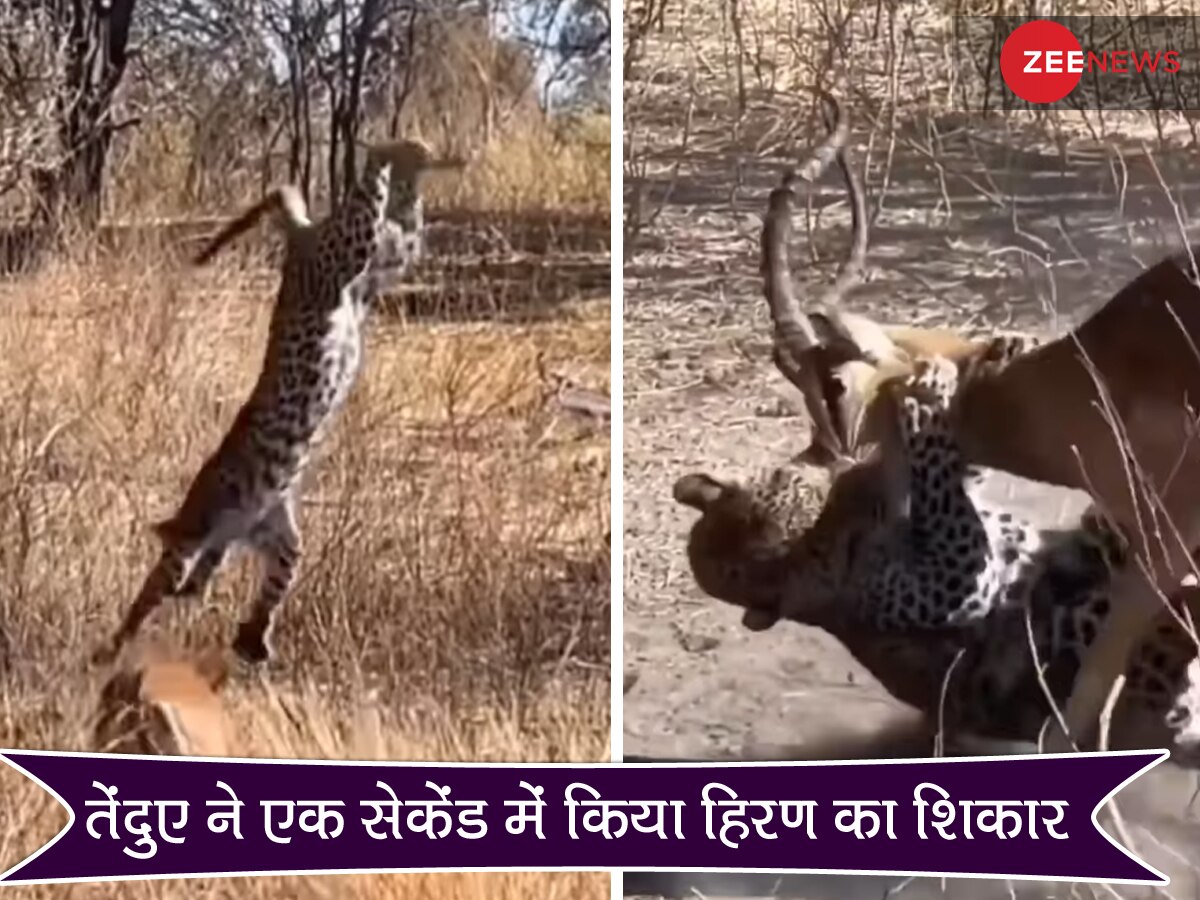 आसमान से गिरा तेंदुआ, फिर हिरण को सांस लेने तक का नहीं दिया मौका; देखें खतरनाक Video