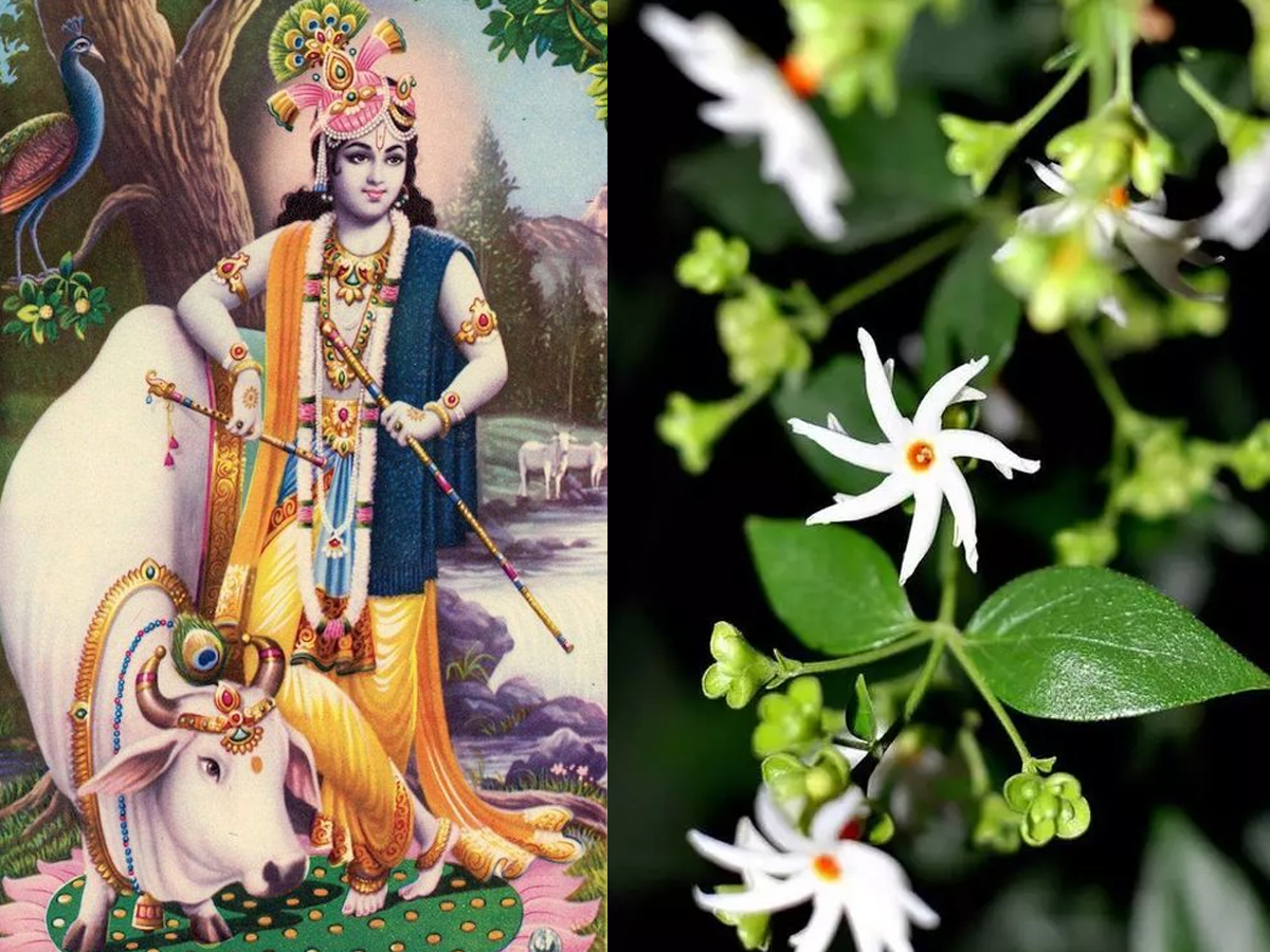 खुद भगवान श्रीकृष्ण धरती पर लेकर आए थे ये पेड़, घर में लगाते ही उगलता है धन खुद भगवान श्रीकृष्ण धरती पर लेकर आए थे ये पेड़, घर में लगाते ही उगलता है धन
