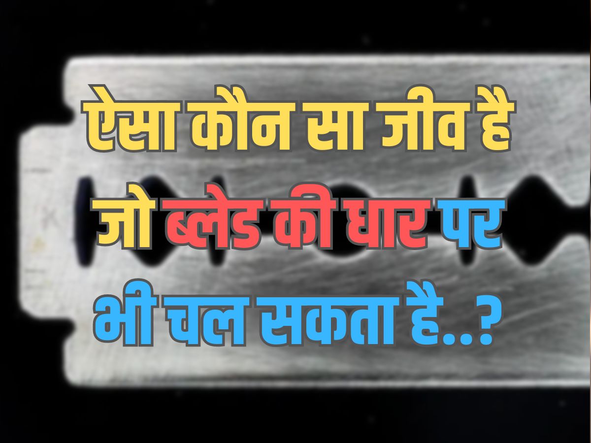 Trending Quiz : ऐसा कौन सा जीव है, जो ब्लेड की धार पर भी चल सकता है? Trending Quiz : ऐसा कौन सा जीव है, जो ब्लेड की धार पर भी चल सकता है?
