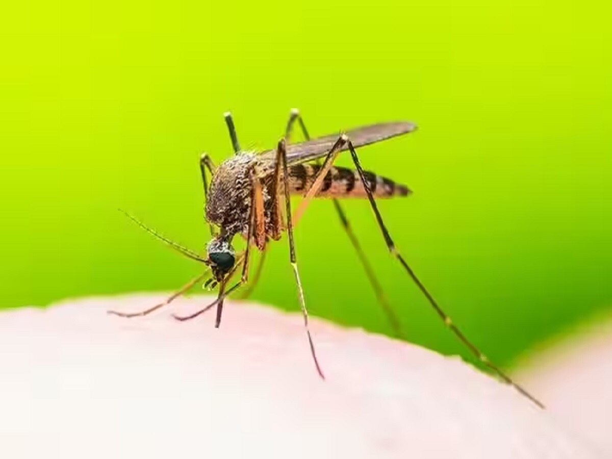 Dengue in Bihar: बेगूसराय में तेजी से फैल रहा डेंगू, 300 के पार पहुंचा आंकड़ा