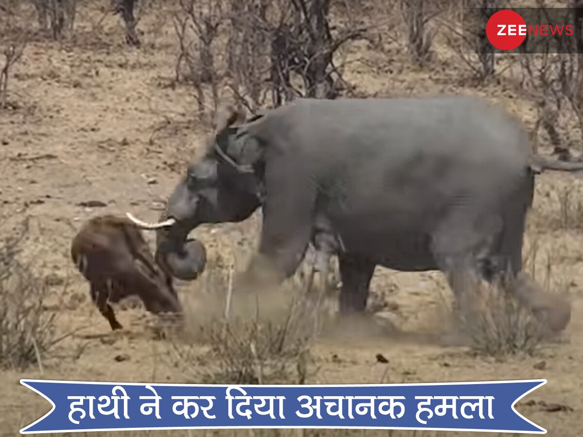 Shocking Video: गुस्साए हाथी ने सूंड घोंप-घोंपकर भैंस को मार डाला, देखते रह गए घूमने आए टूरिस्ट