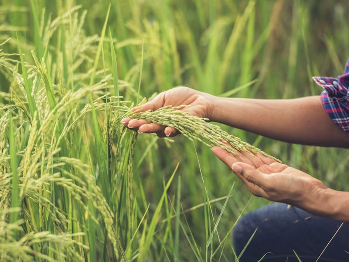 Farmers Benefits: किसानों के लिए आ गया बड़ा अपडेट, आमदनी बढ़ाने के लिए उठाया गया ये कदम