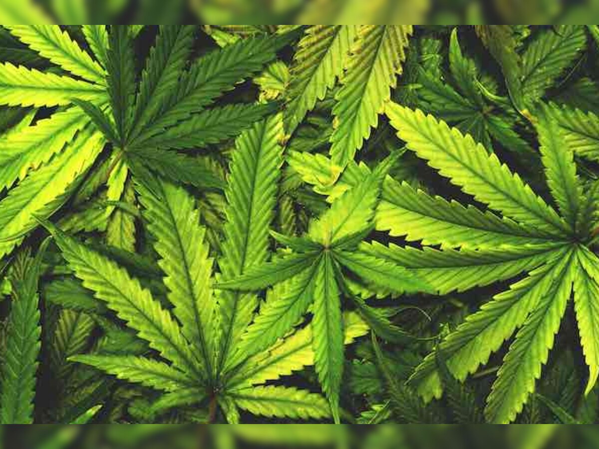 Cannabis: हिमाचल में भांग की खेती को लेकर तैयार की जाएगी SOP, लाइसेंस के आधार पर मिलेगी अनुमति