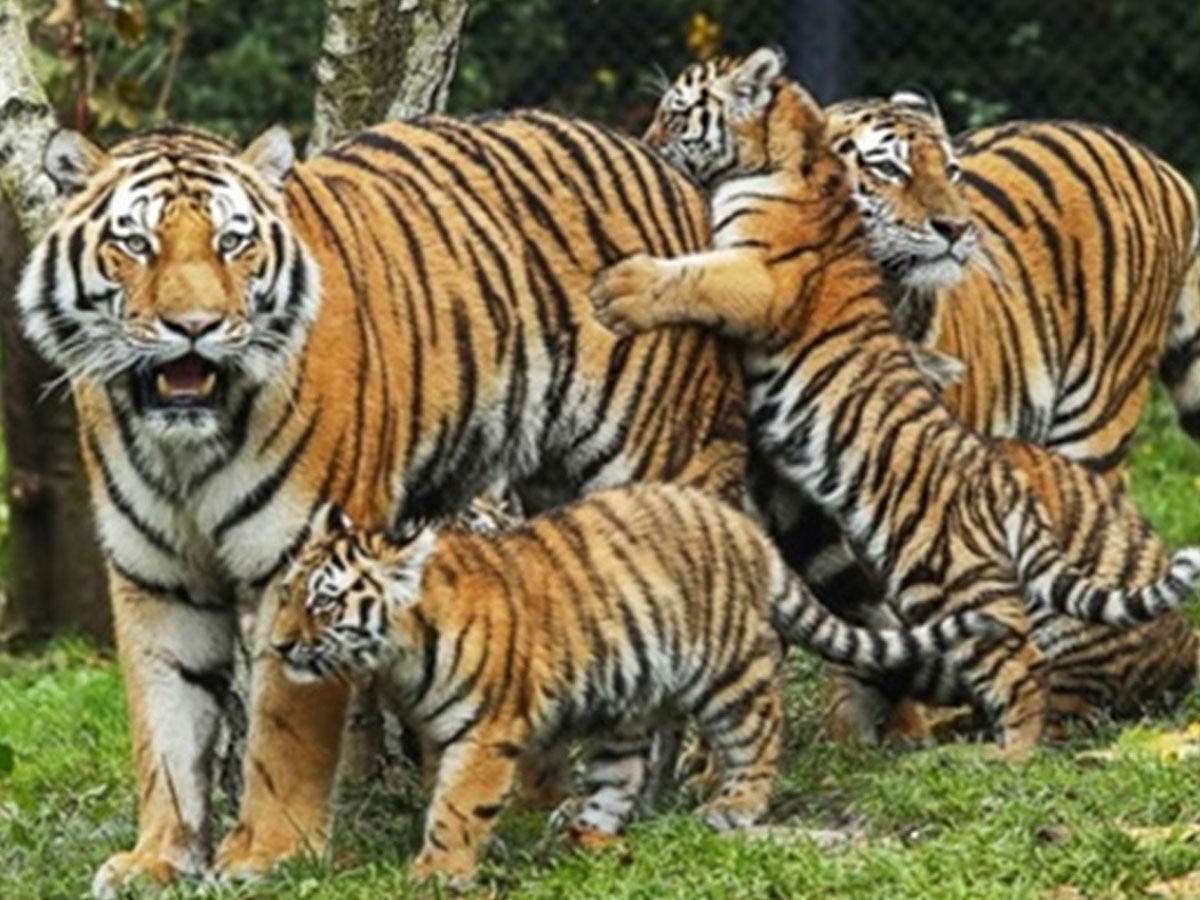 भारत के किस राज्य में है सबसे ज़यादा बाघ; यहाँ बनाया गया वीरांगना दुर्गावती नाम से 7वां टाइगर रिजर्व