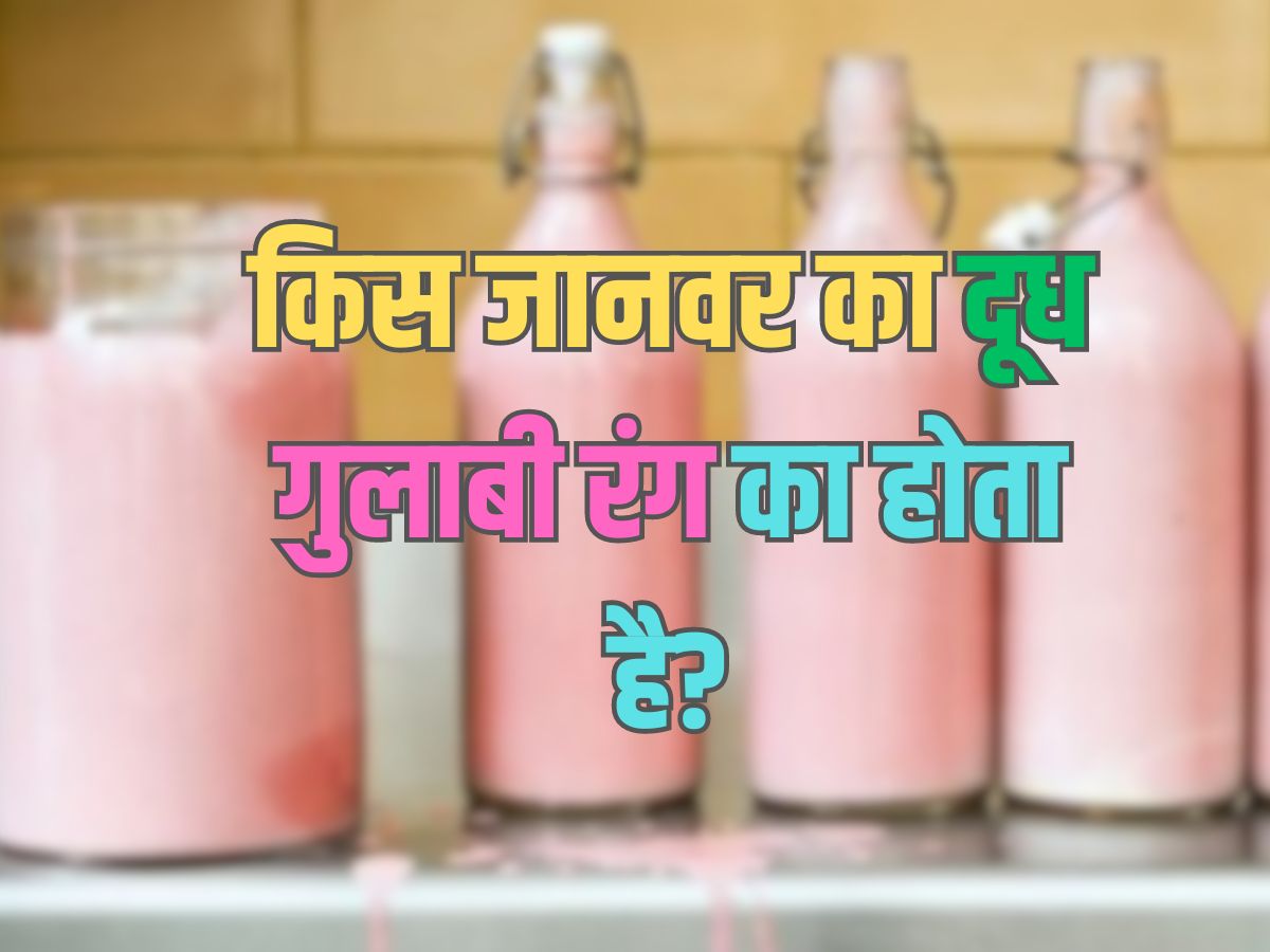 Trending Quiz : किस जानवर का दूध गुलाबी रंग का होता है? Trending Quiz : किस जानवर का दूध गुलाबी रंग का होता है?