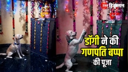 Dog Doing aarti : डॉगी ने की गणपति बप्पा की पूजा, भक्ति की मस्ती में हुआ मगन ! 