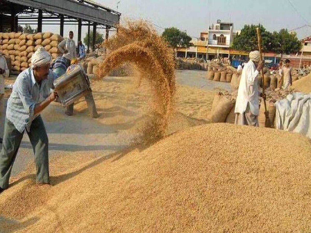 Haryana Paddy Procurement:  हरियाणा में 25 सितंबर से शुरू होगी धान की खरीद, 48 घंटे में मिलेंगे पैसे
