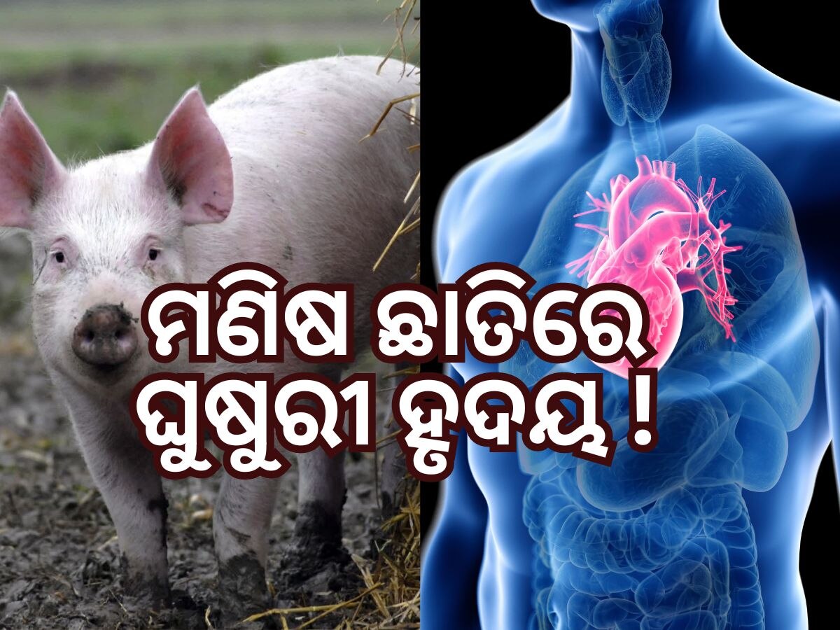 Heart Transplant: ଆଶ୍ଚର୍ଯ୍ୟ ! ମଣିଷ ଛାତିରେ ଘୁଷୁରୀ ହାର୍ଟ, ଆମେରିକା ରଚିଲା ଆଉ ଏକ ଇତିହାସ