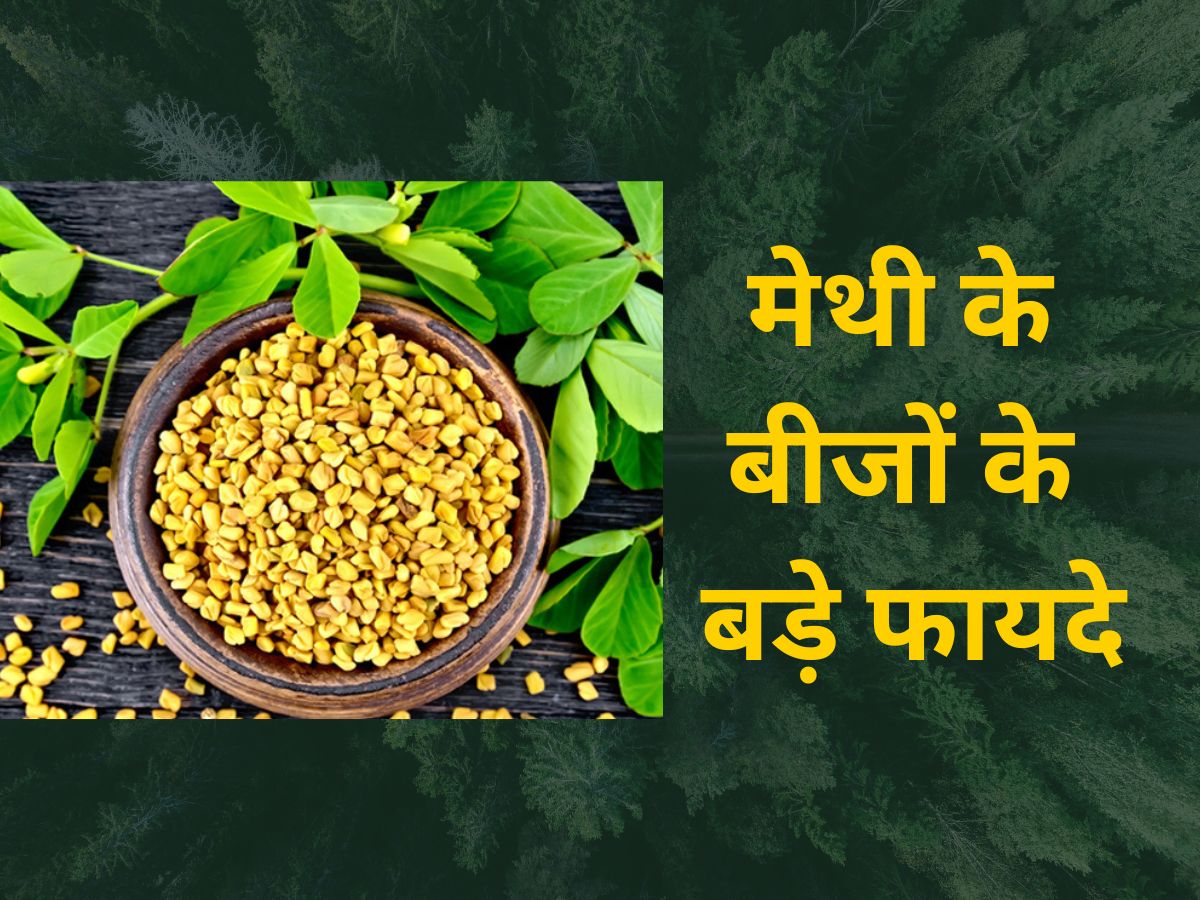 How Antioxidant Rich Fenugreek Seeds Help In Curing Health Issues Methi