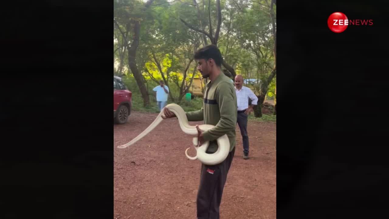 indias rarest 9 feet white python found in a kumta village of karnataka ...