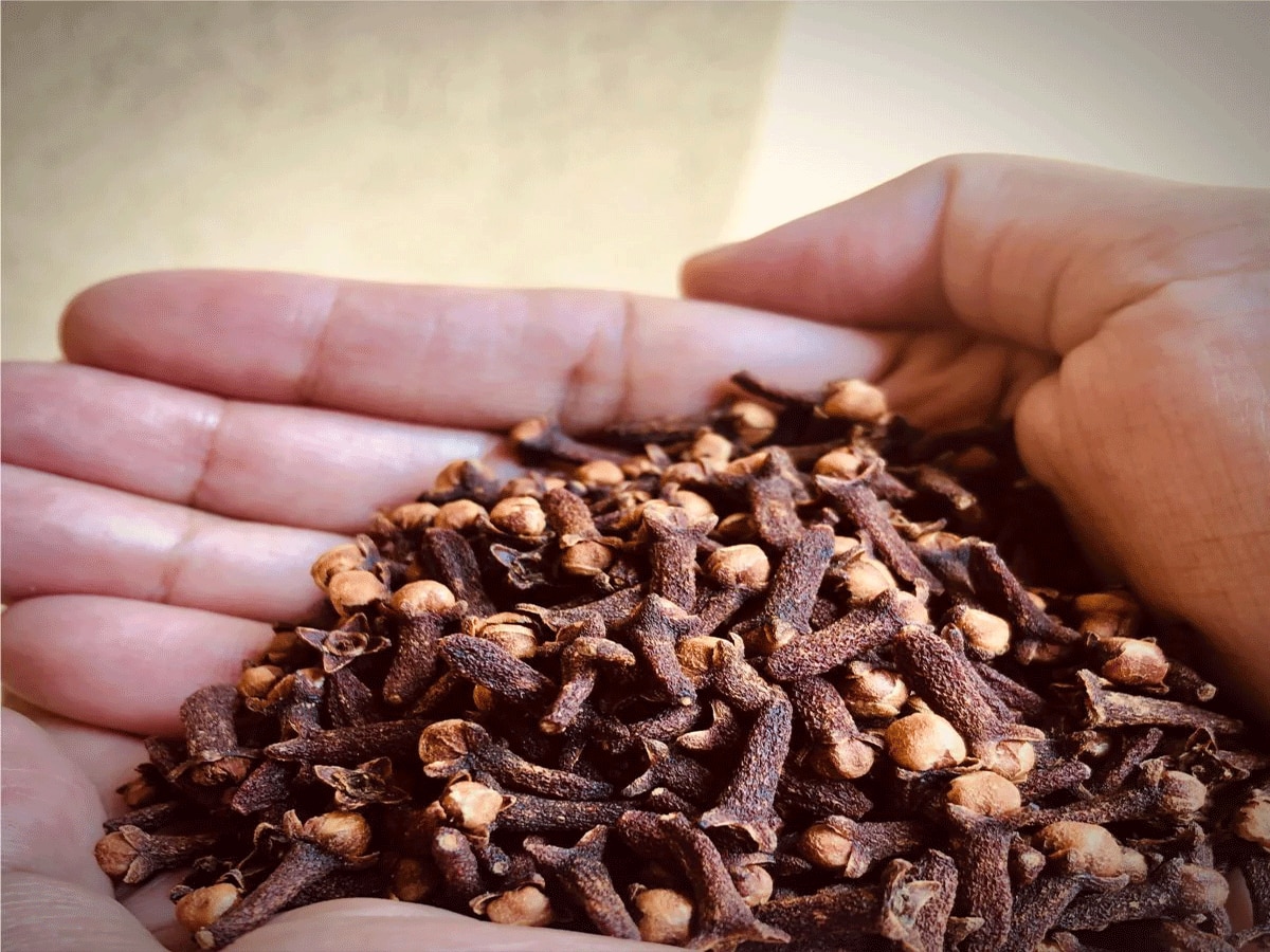 Vastu Tips This is the right time to burn clove camphor for abundant