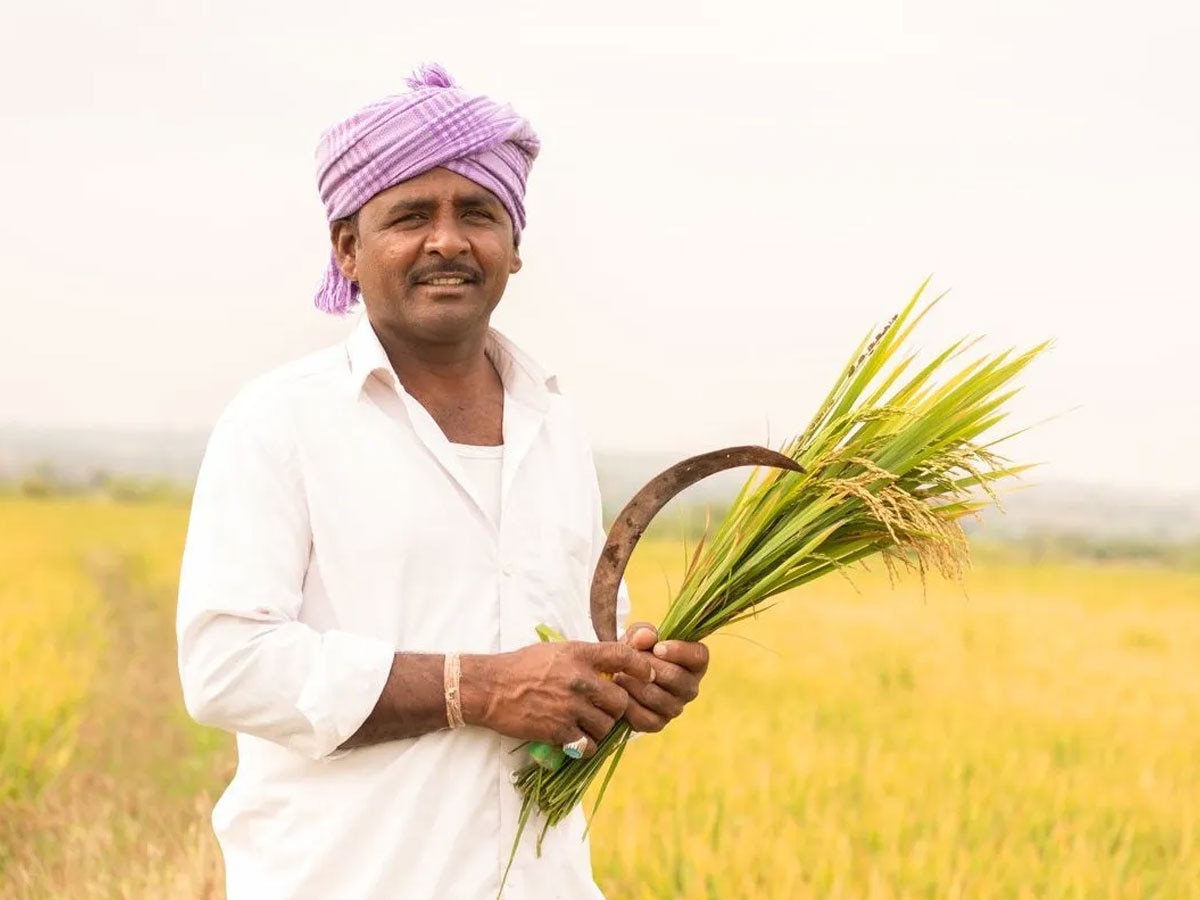 What Is Bagni Kranti: क्‍या है ‘बैंगनी क्रांति’? ज‍िससे बदल गई क‍िसानों की क‍िस्‍मत और दोगुनी हुई आमदनी