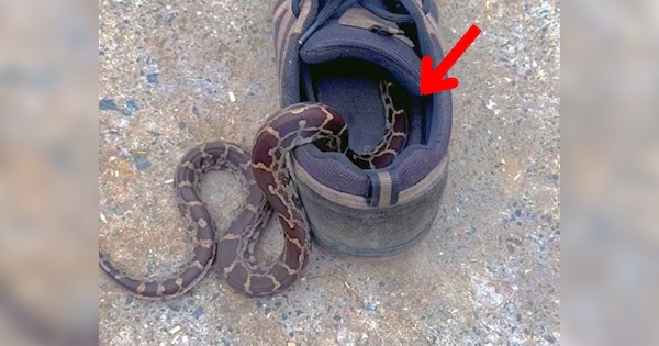 king cobra hiding inside shoe Dangerous snake video went viral | जूते ...