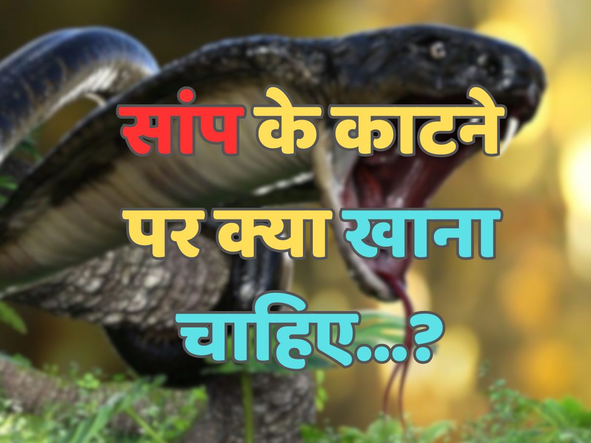 Trending Quiz : सांप के काटने पर क्या खाना चाहिए? Trending Quiz : सांप के काटने पर क्या खाना चाहिए?