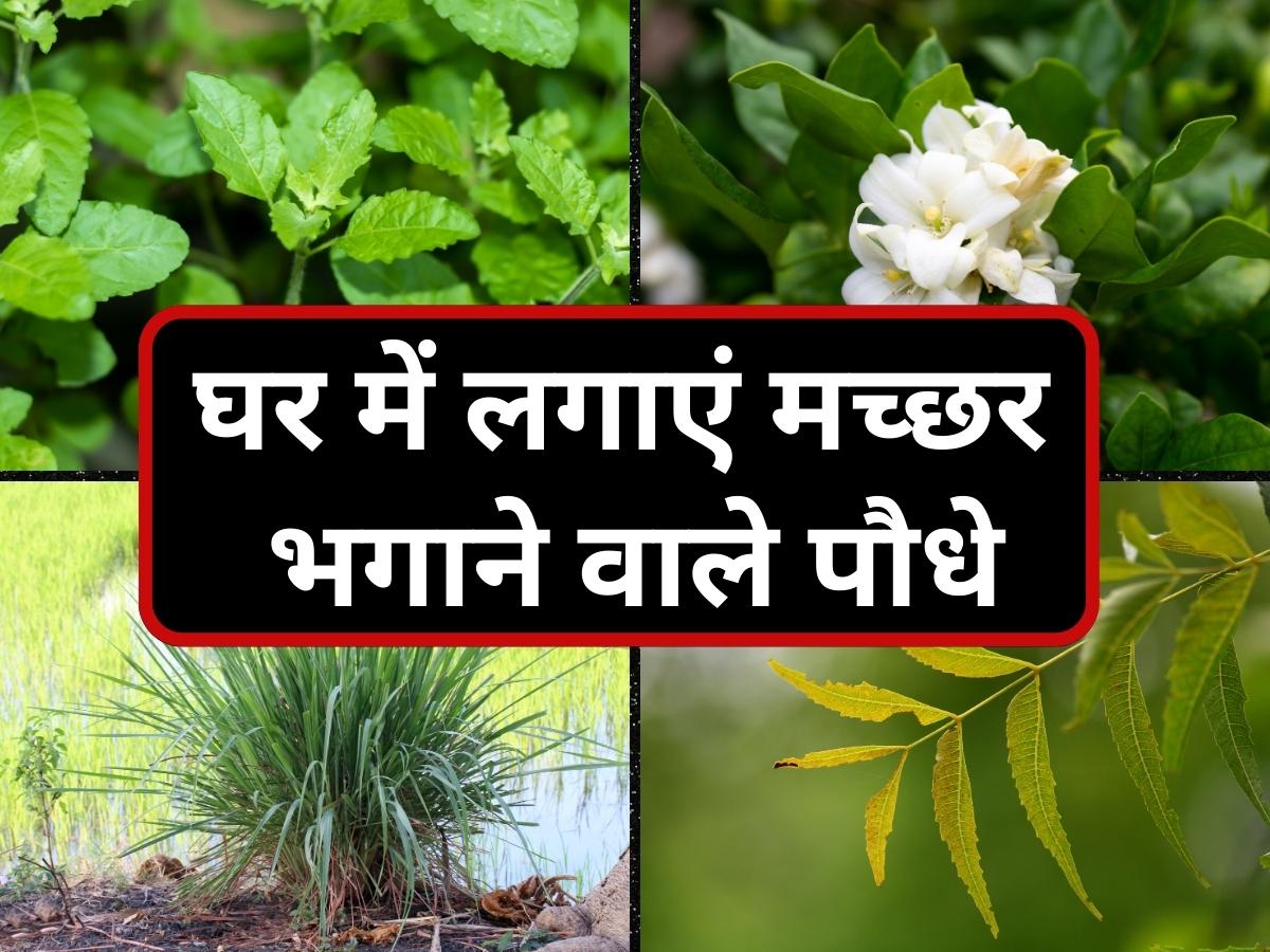 Keep mosquito repellent plants tulsi chameli neem lemon grass at home