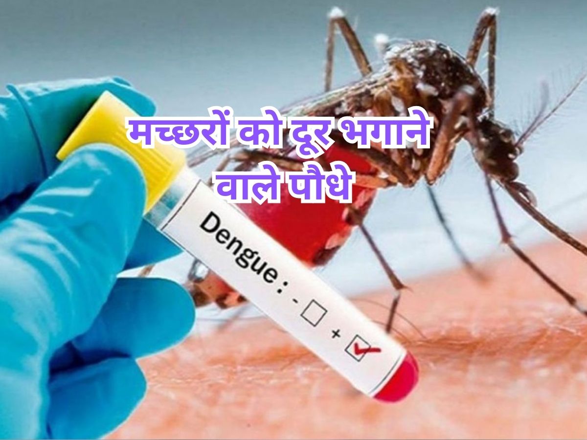 Mosquito Repellent Plants: डेंगू छीन सकता है आपको नौनिहालों की जिंदगी! घर में आज ही लगा लें मच्छर भगाने वाले ये 3 पौधे Mosquito Repellent Plants: डेंगू छीन सकता है आपको नौनिहालों की जिंदगी! घर में आज ही लगा लें मच्छर भगाने वाले ये 3 पौधे