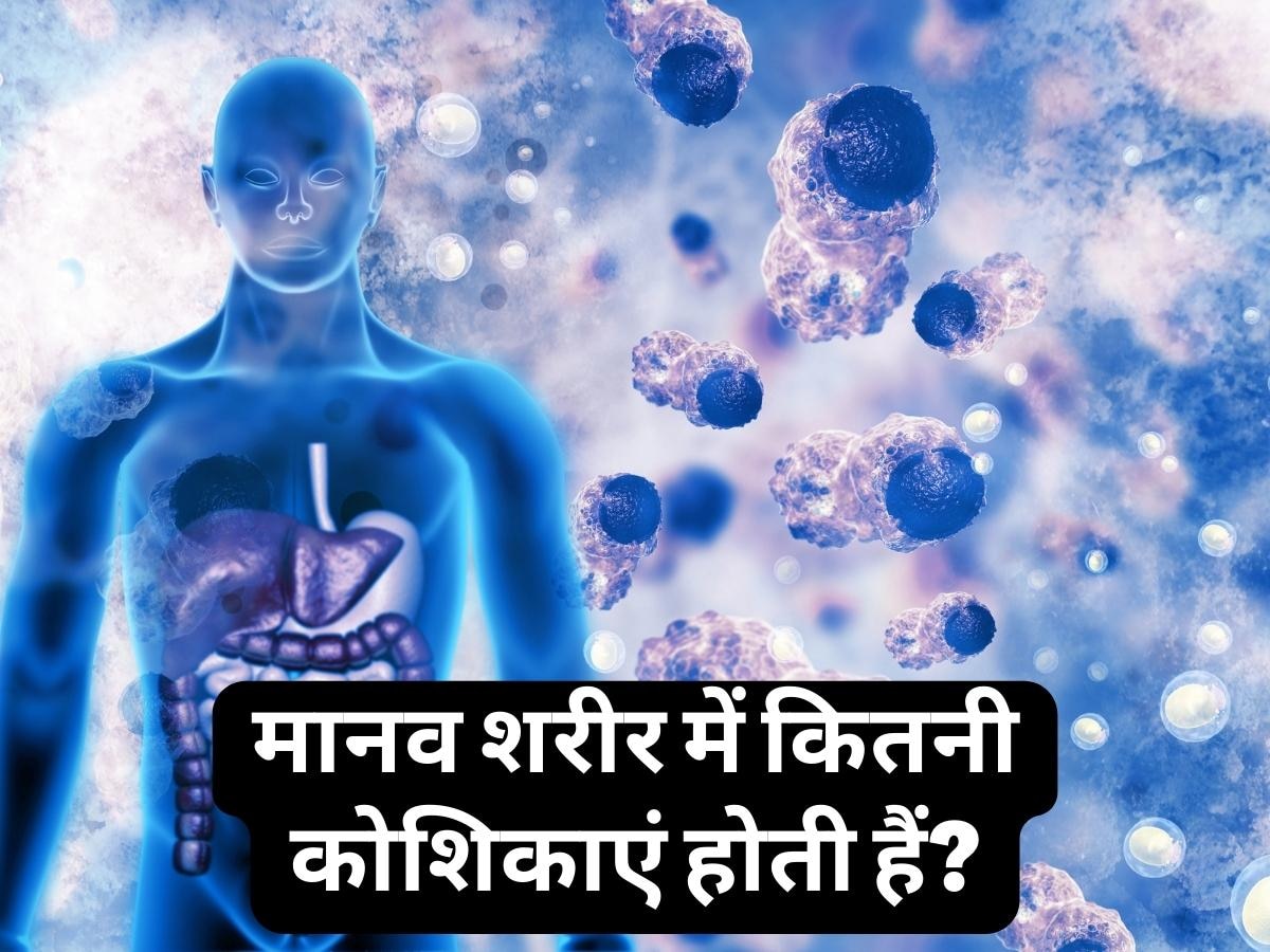 Cells In Human Body: इंसान के शरीर में कितने सेल्स होते हैं? शोध में पता चली सटीक संख्या