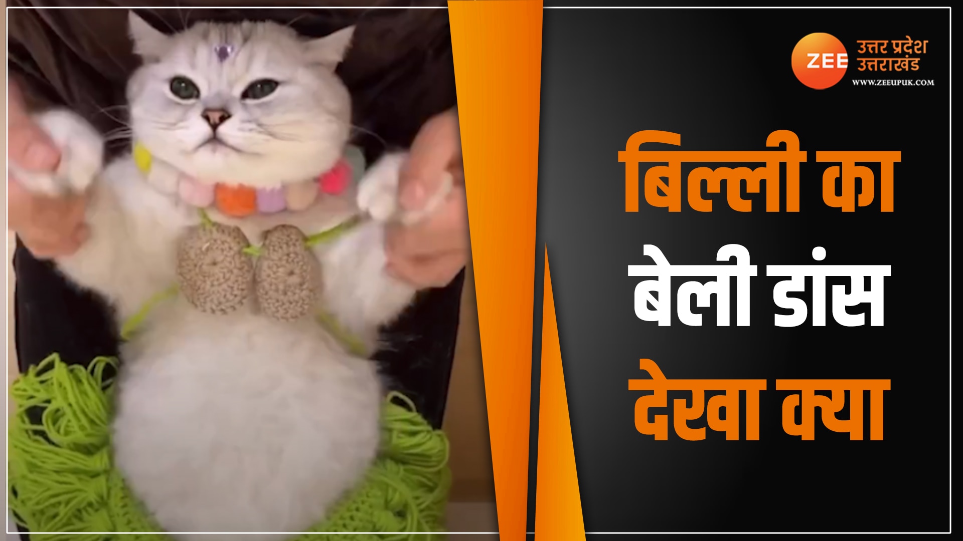 Billi ke clearance funny videos