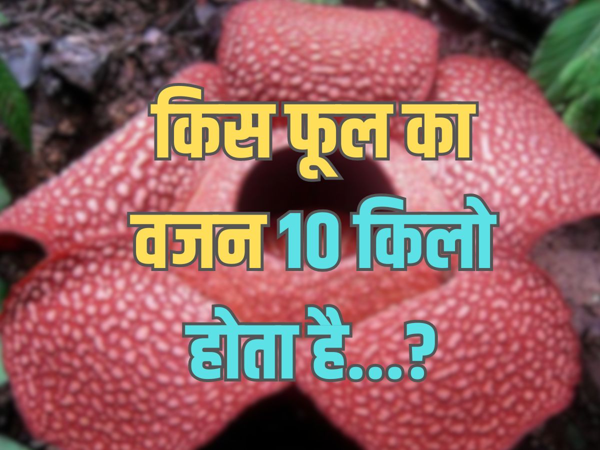 Trending Quiz : किस फूल का वजन 10 किलो होता है? Trending Quiz : किस फूल का वजन 10 किलो होता है?