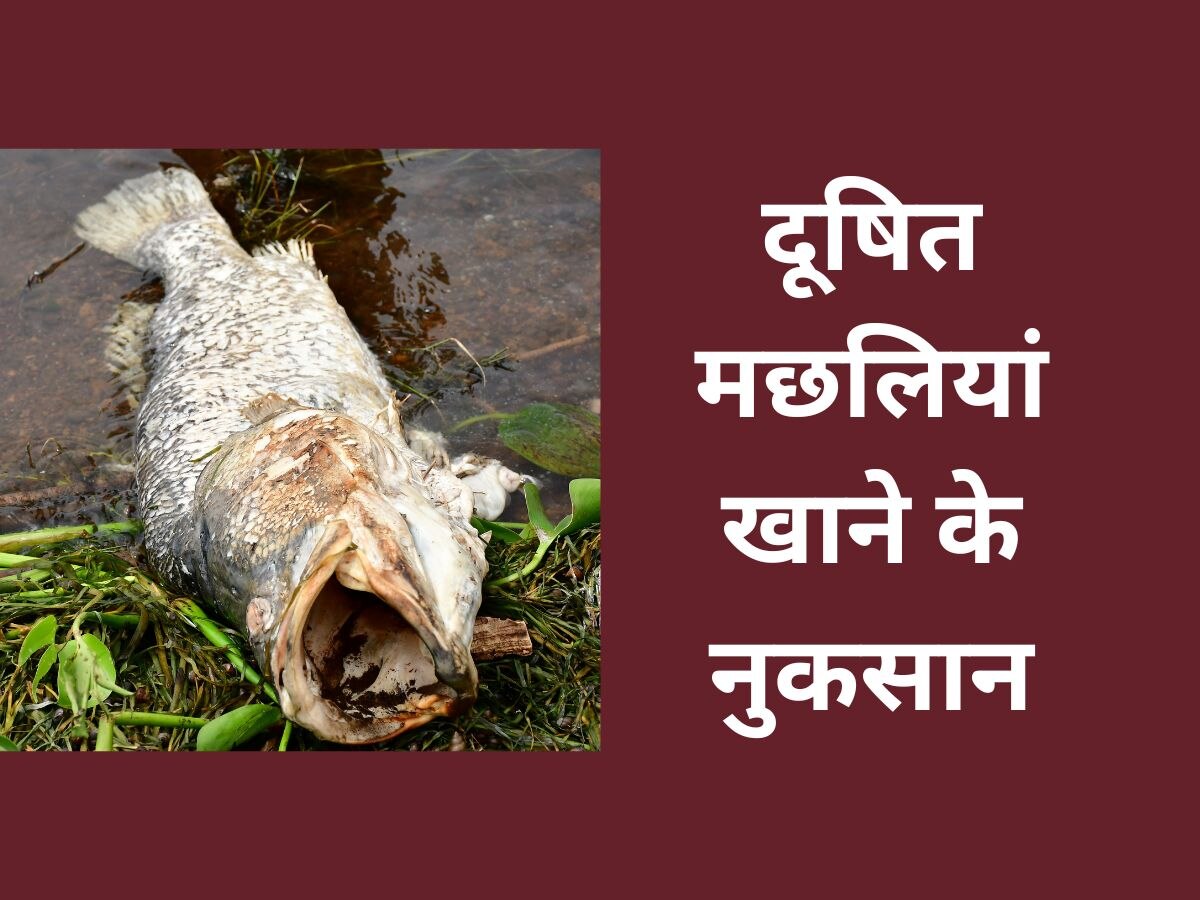 Contaminated Fish: बरसात में दूषित मछलियां बिगाड़ देंगी सेहत, खरीदने से पहले बरतें ऐसी सावधानियां