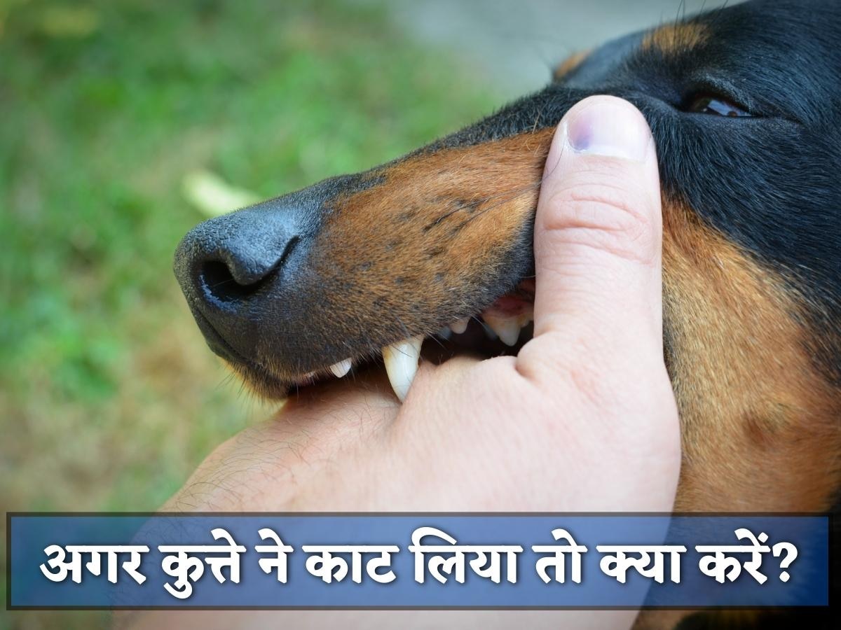 World Rabies Day: अगर किसी को कुत्ते ने काट लिया या खरोंच दिया तो क्या करें?