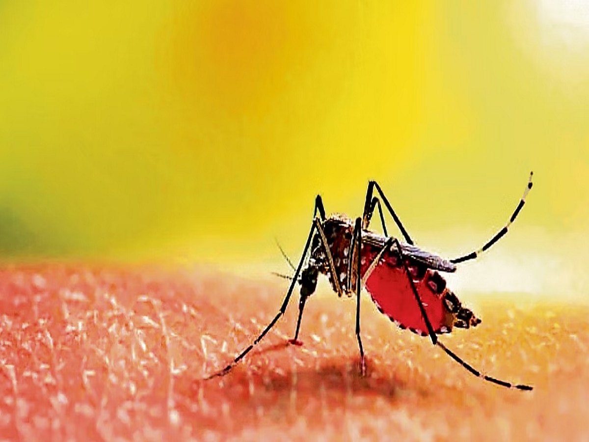 Jharkhand Dengue: झारखंड में डेंगू का आतंक, पश्चिमी सिंहभूम बना हॉटस्पॉट, अस्पतालों में बेड फूल 