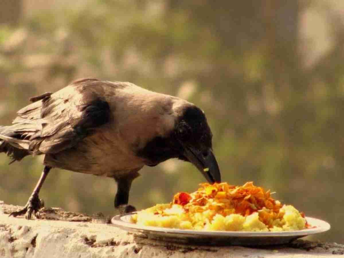 Pitru Paksha 2023: 16 दिन के श्राद्ध पक्ष में गाय-श्वान और कौआ को दें प्रथम आहार, पितृ होंगे खुश