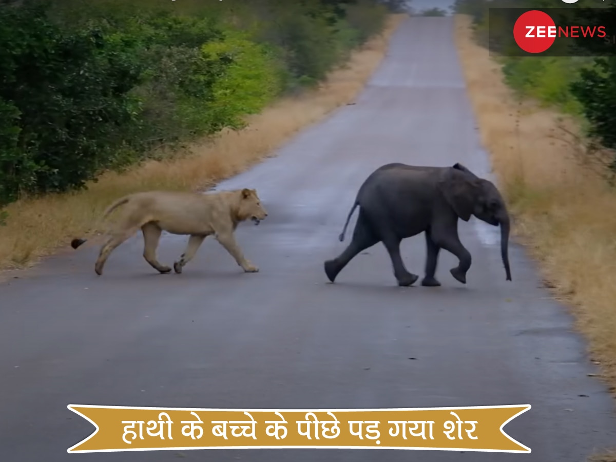 Sher Ka Video: जंगल में खो गया हाथी का बच्चा, शेर ने देखा तो पीछे-पीछे आया और फिर किया ऐसा