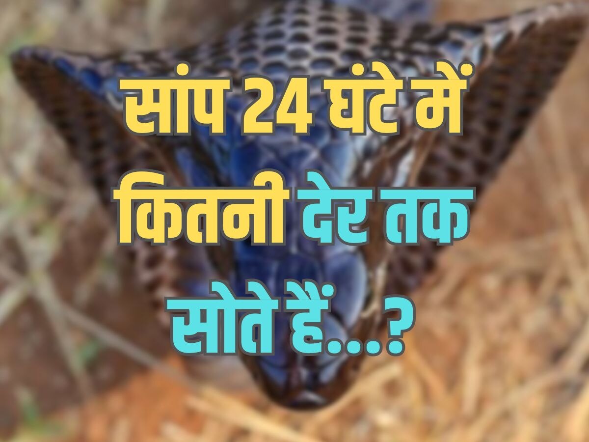 Trending Quiz : सांप 24 घंटे में कितनी देर तक सोते हैं?