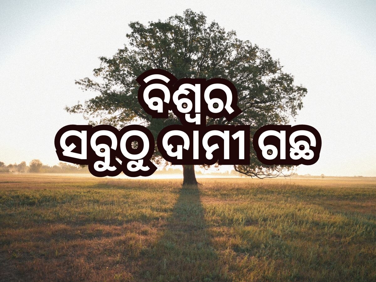 Most Expensive Tree: କେଉଁ ଗଛ ଦୁନିଆର ସବୁଠୁ ଦାମୀ? ତାହାର ଦାମ କେତେ ? ଜାଣନ୍ତୁ...