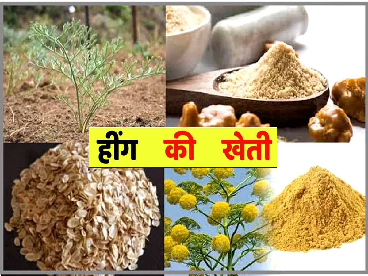 Earn huge from asafoetida cultivation heeng ki kheti kaise karen