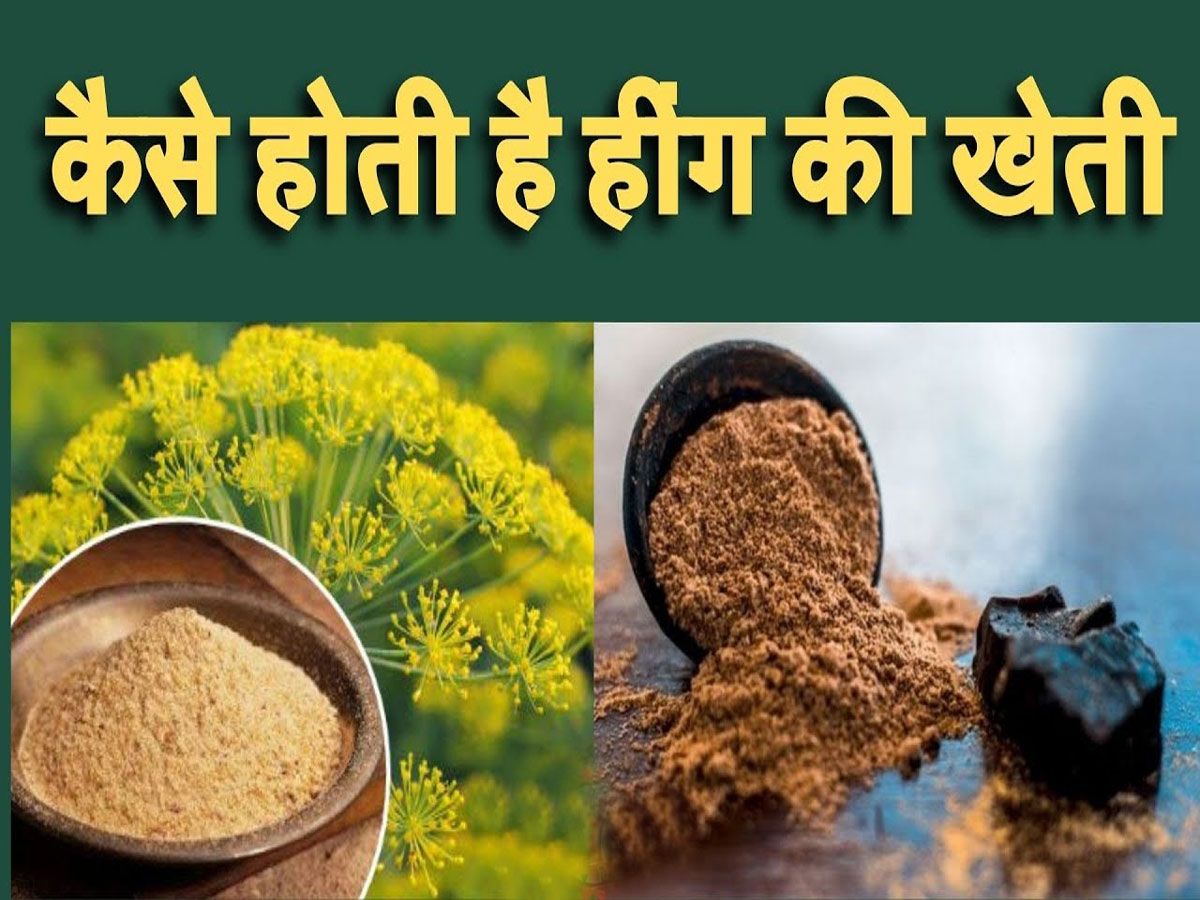 भारत में सबसे पहले यहां शुरू हुई हींग की खेती