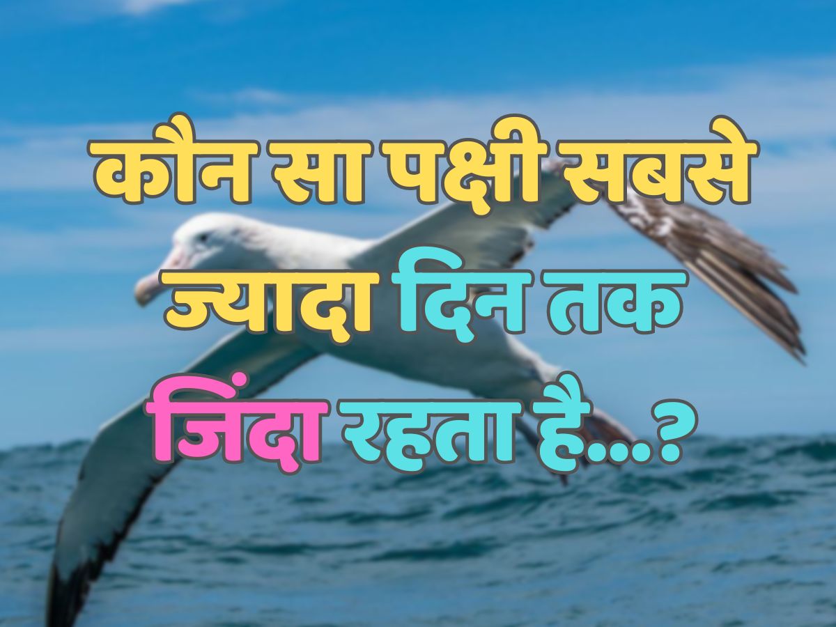 Trending Quiz : सबसे ज्यादा दिन तक कौन सा पक्षी जिंदा रहता है? Trending Quiz : सबसे ज्यादा दिन तक कौन सा पक्षी जिंदा रहता है?