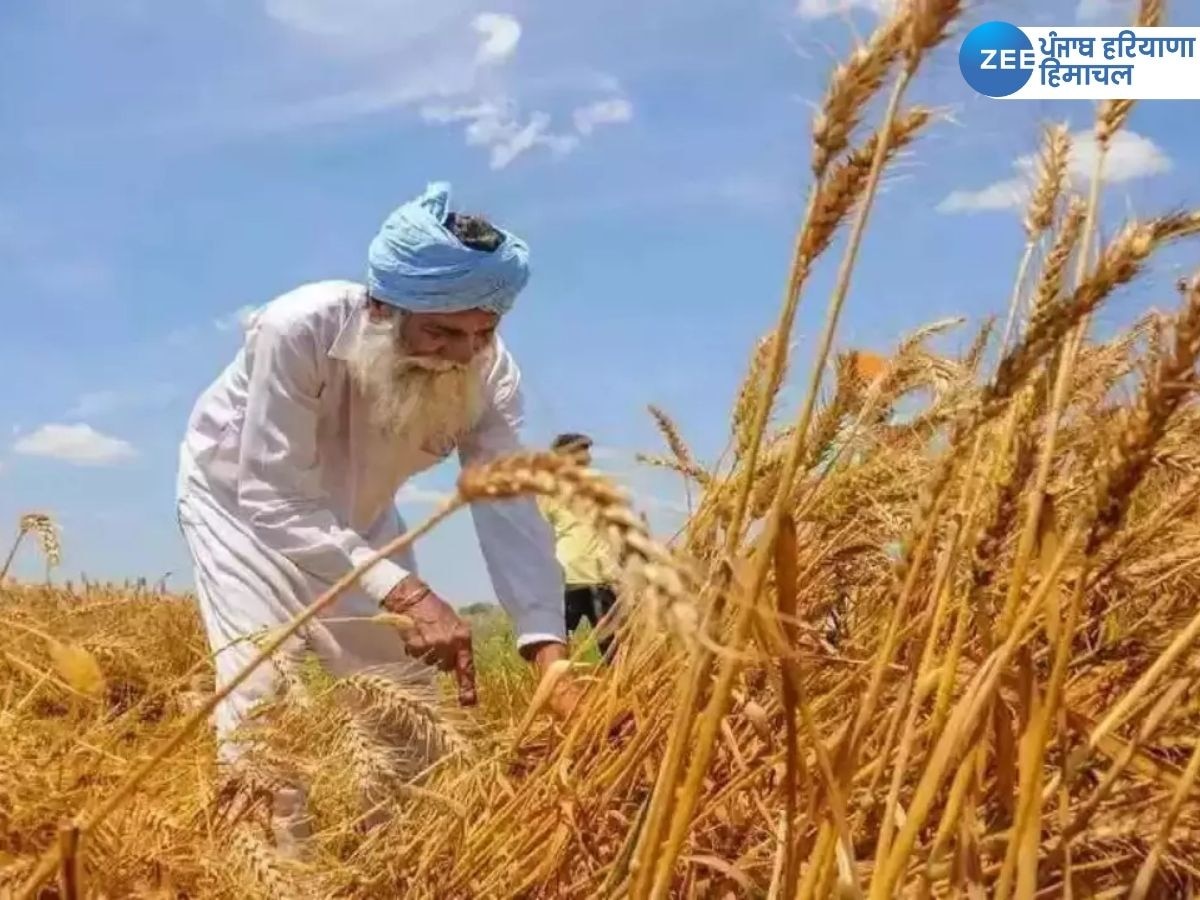 Punjab Farmers News: ਪੰਜਾਬ ਦੇ ਕਿਸਾਨਾਂ ਨੂੰ ਕਣਕ ਦੇ ਪ੍ਰਮਾਣਿਤ ਬੀਜਾਂ 'ਤੇ ਮਿਲੇਗੀ 50 ਫੀਸਦ ਸਬਸਿਡੀ