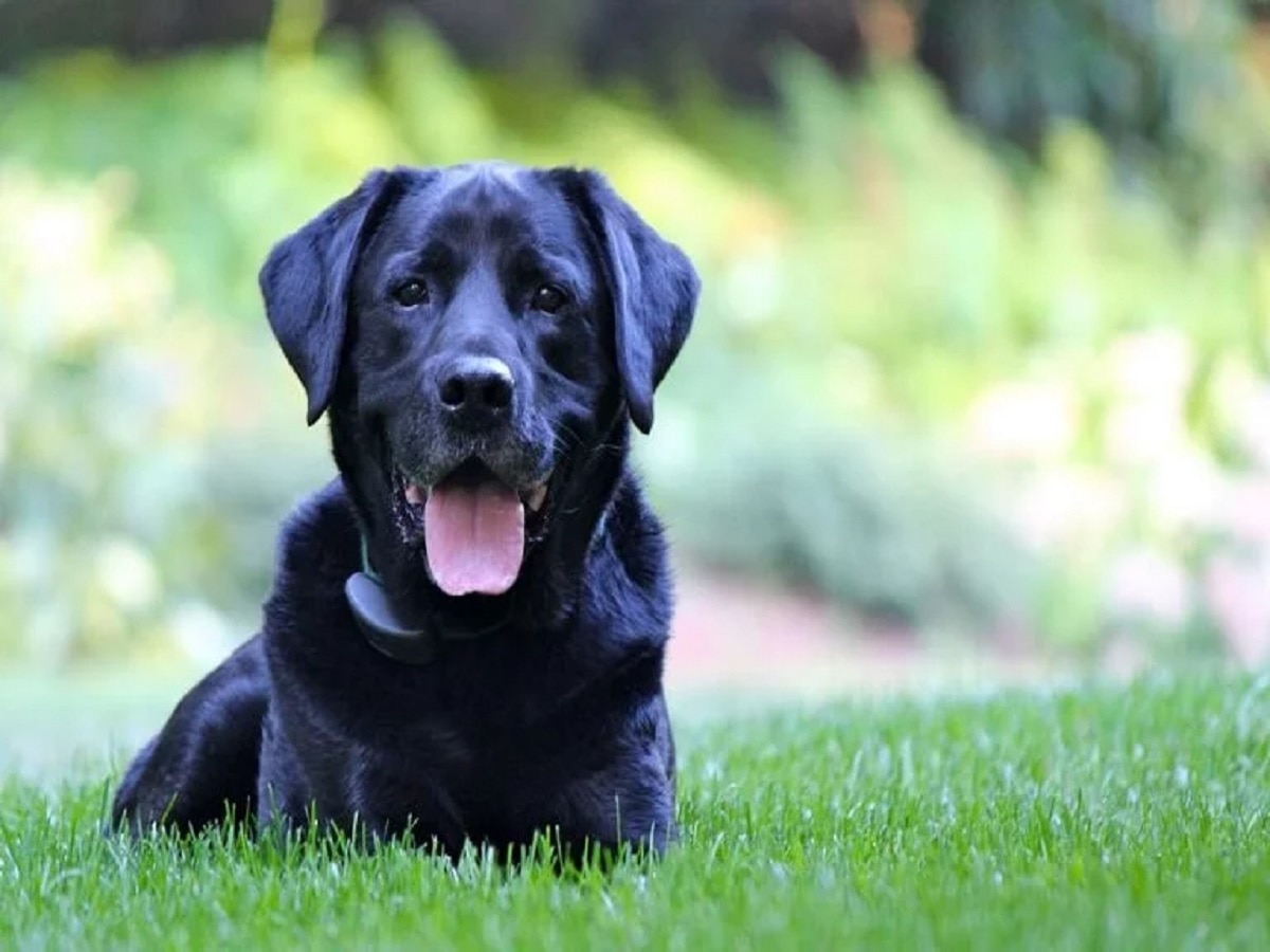 Swapna Shastra says seeing black dog in dream is good sign from bhairav