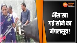 भैंस खा गई ढाई तोले का मंगलसूत्र, 65 टांके लगाकर डॉक्टरों ने ऑपरेशन कर निकाला