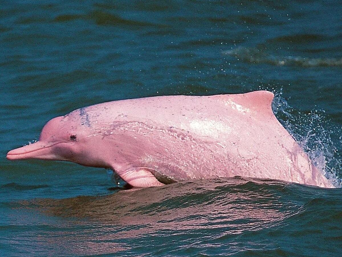 Dolphins Death: ନଦୀରୁ ମିଳିଲା ୧୨୦ଟି ଡଲଫିନର ମୃତ ଶରୀର, କାରଣ ଜାଣିଲେ ହେବେ ଆଶ୍ଚର୍ଯ୍ୟ