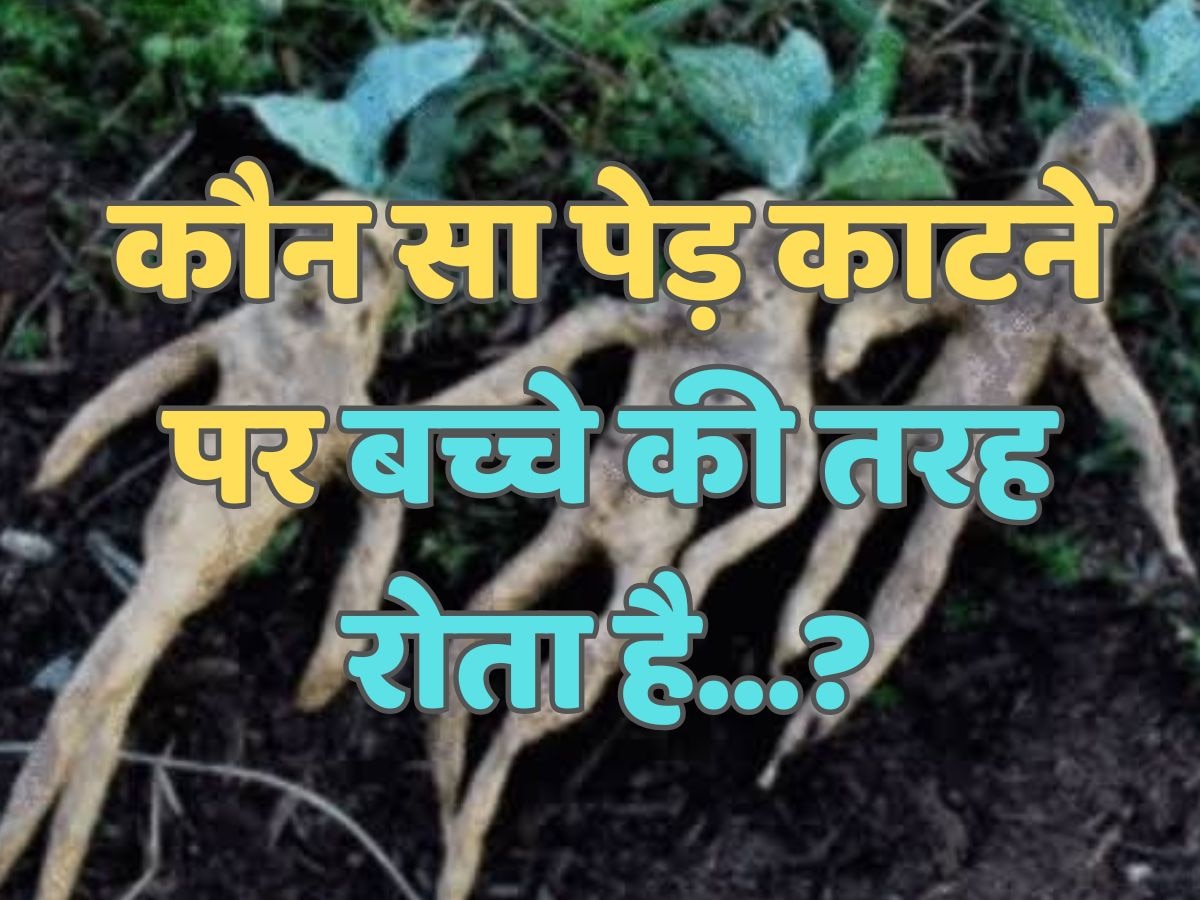 Trending Quiz : कौन सा पेड़ काटने पर बच्चे की तरह रोता है...?