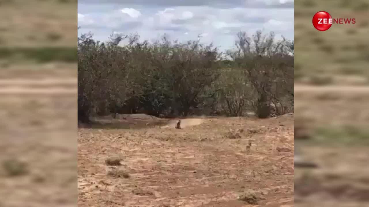 mother s protection baby warthogs being attacked by a leopard mom saved