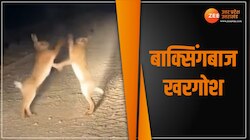 Viral Video: बॉक्सिंग की ट्रेनिंग लेकर आए खरगोश, रिंग ना मिला तो सड़क पर कर ली फाइट