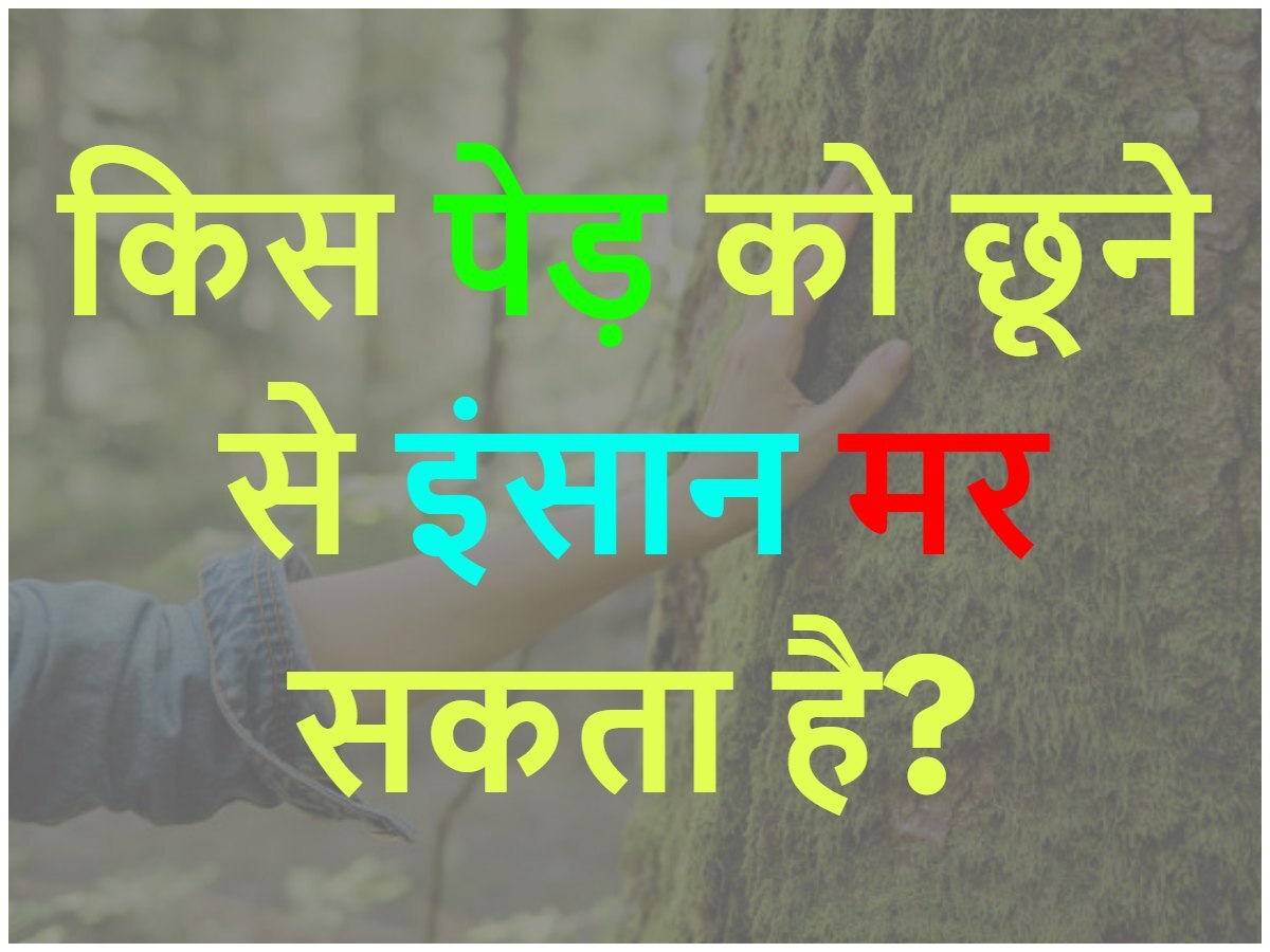 Quiz: किस पेड़ को छूने से इंसान मर सकता है?