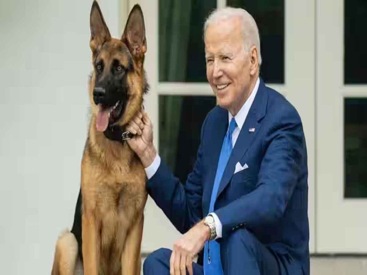 जो बाइडेन के कुत्ते ‘कमांडर’ को व्हाइट हाउस से हटाया गया, स्टाफ मेंबर्स के लिए बन गया था खतरा, कई को काटा